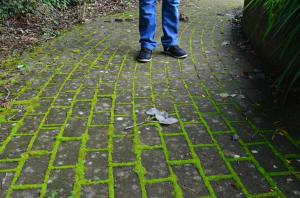 Path