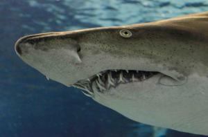 Shark