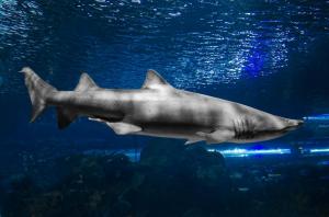 Shark