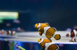 Nemo