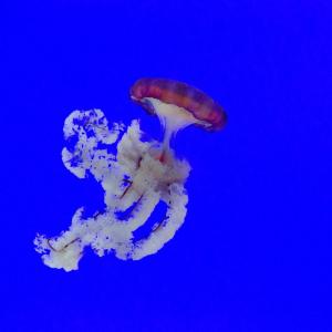 Jelly Fish