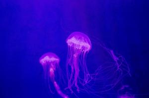 Jelly Fish