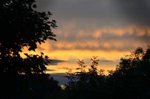 Silhouette Trees